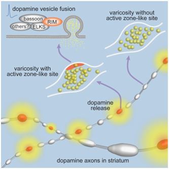 hefei home sunshine pharma hefei home sunshine pharma