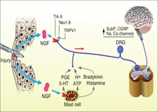 tanezumab