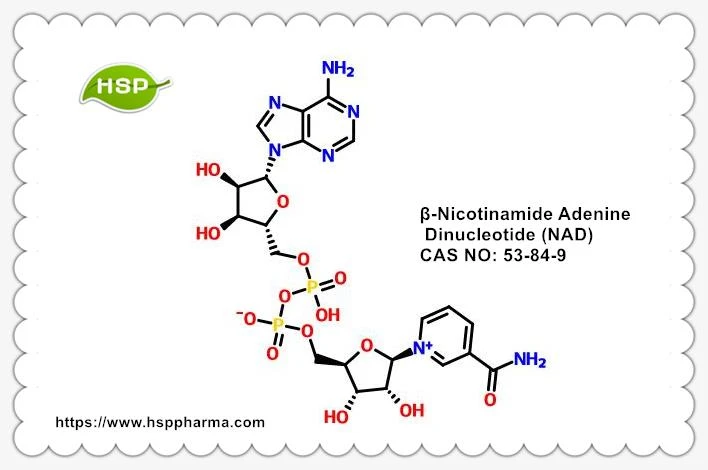 Β-nikotinamid adenin dinukleotid NAD CAS 53-84-9